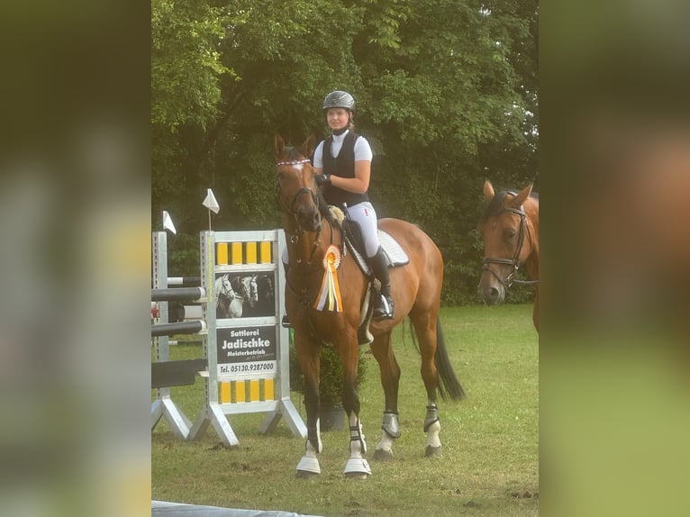 Deutsches Sportpferd Wallach 11 Jahre 176 cm Brauner in Winsen (Aller)