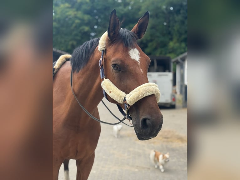 Deutsches Sportpferd Wallach 11 Jahre 176 cm Brauner in Winsen (Aller)