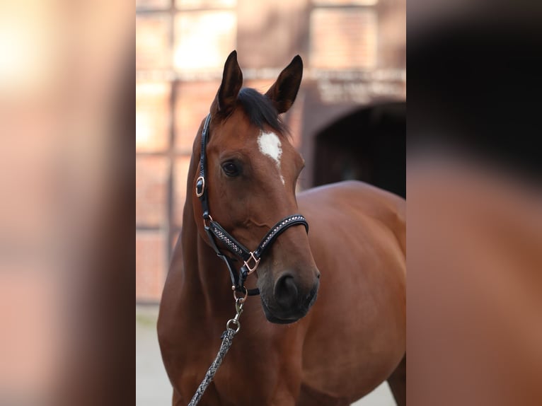 Deutsches Sportpferd Wallach 11 Jahre 176 cm Brauner in Winsen (Aller)