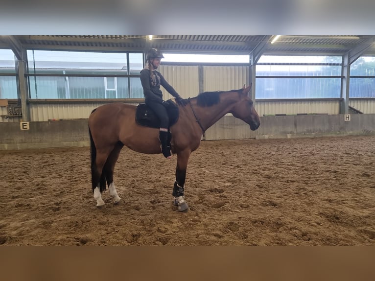 Deutsches Sportpferd Wallach 11 Jahre 176 cm Brauner in Winsen (Aller)