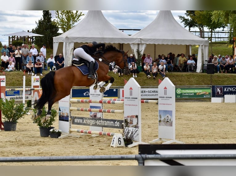 Deutsches Sportpferd Wallach 11 Jahre 176 cm Brauner in Winsen (Aller)