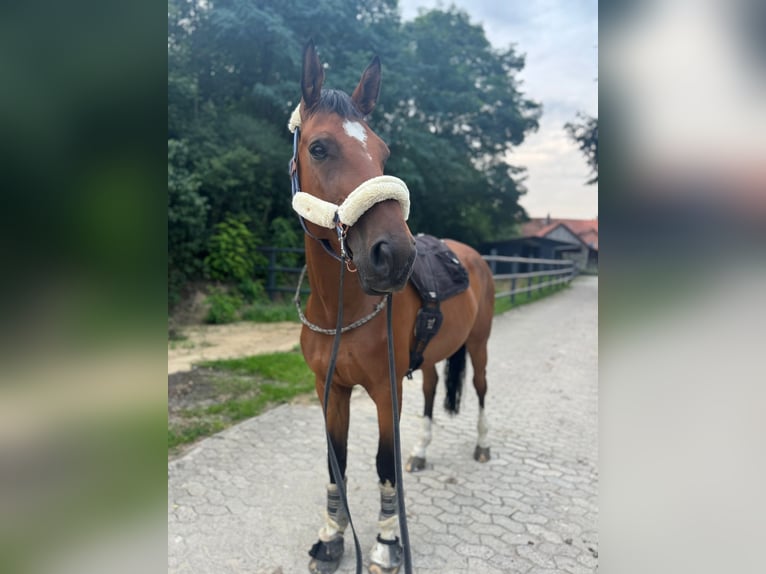 Deutsches Sportpferd Wallach 11 Jahre 176 cm Brauner in Winsen (Aller)