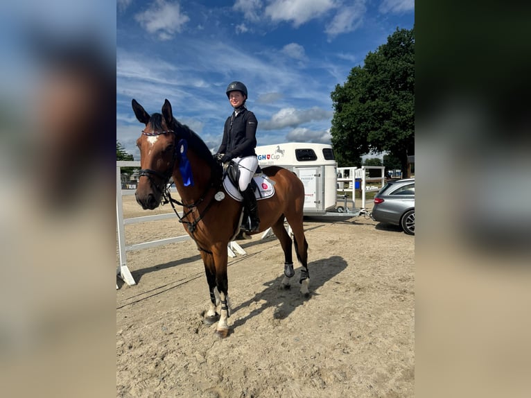 Deutsches Sportpferd Wallach 11 Jahre 176 cm Brauner in Winsen (Aller)