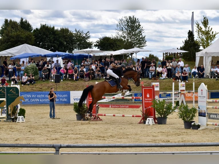 Deutsches Sportpferd Wallach 11 Jahre 176 cm Brauner in Winsen (Aller)