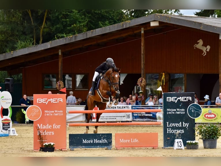 Deutsches Sportpferd Wallach 11 Jahre 176 cm Brauner in Winsen (Aller)