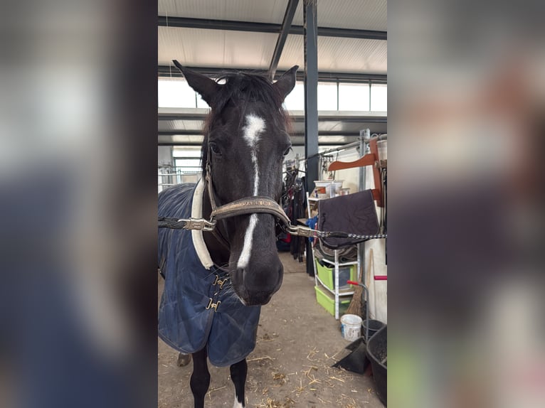 Deutsches Sportpferd Wallach 11 Jahre 177 cm Rappe in Waldachtal