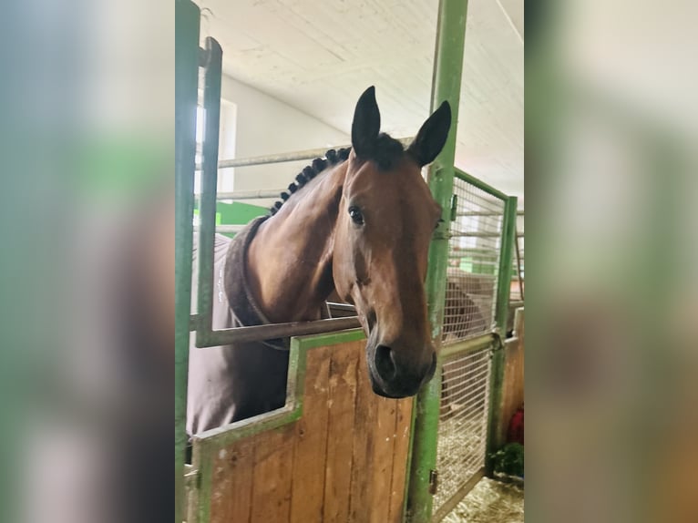 Deutsches Sportpferd Wallach 11 Jahre 178 cm Brauner in Willstätt