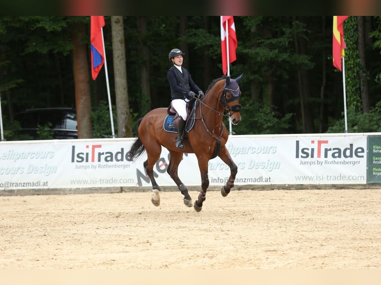 Deutsches Sportpferd Wallach 11 Jahre 178 cm Dunkelbrauner in h&#xF6;chst
