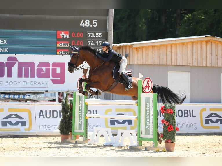 Deutsches Sportpferd Wallach 11 Jahre 178 cm Dunkelbrauner in h&#xF6;chst