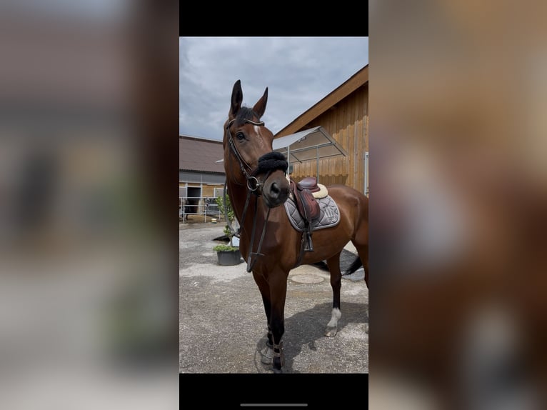 Deutsches Sportpferd Wallach 11 Jahre 178 cm Dunkelbrauner in h&#xF6;chst