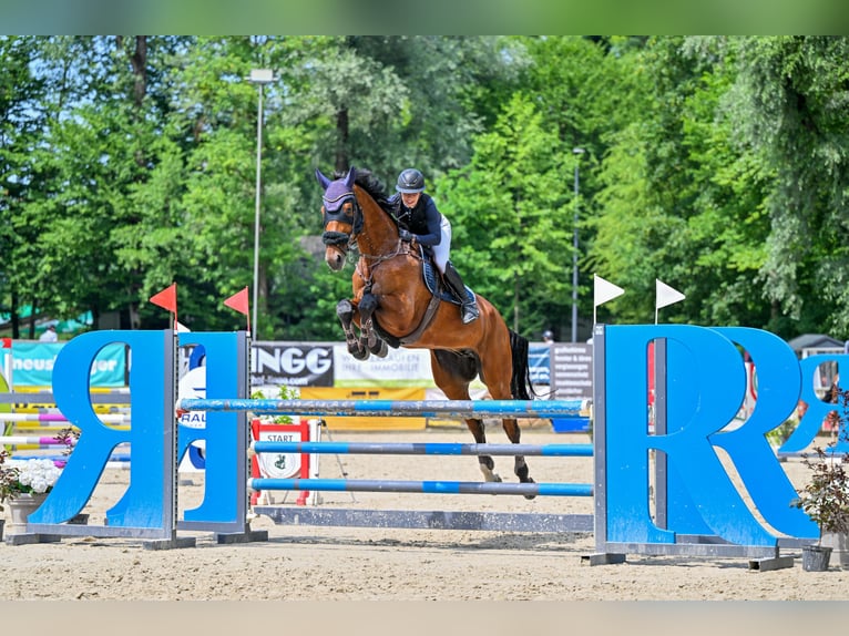 Deutsches Sportpferd Wallach 11 Jahre 178 cm Dunkelbrauner in h&#xF6;chst