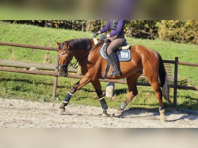 Deutsches Sportpferd Wallach 11 Jahre 179 cm Brauner in Zweibrücken
