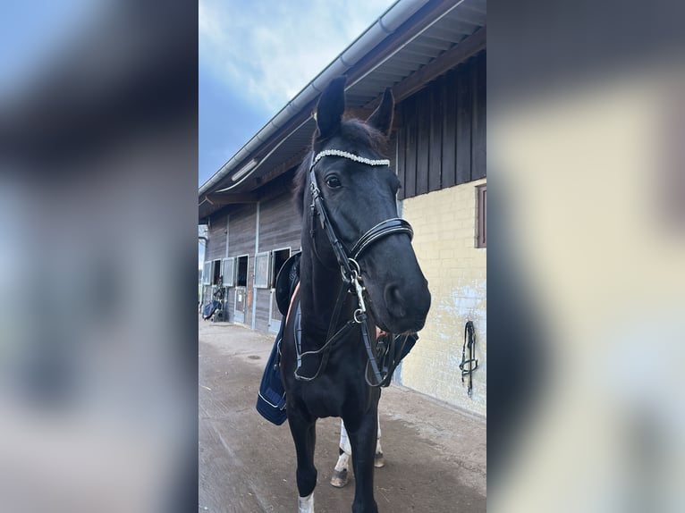 Deutsches Sportpferd Wallach 11 Jahre 180 cm Rappe in Schönfließ