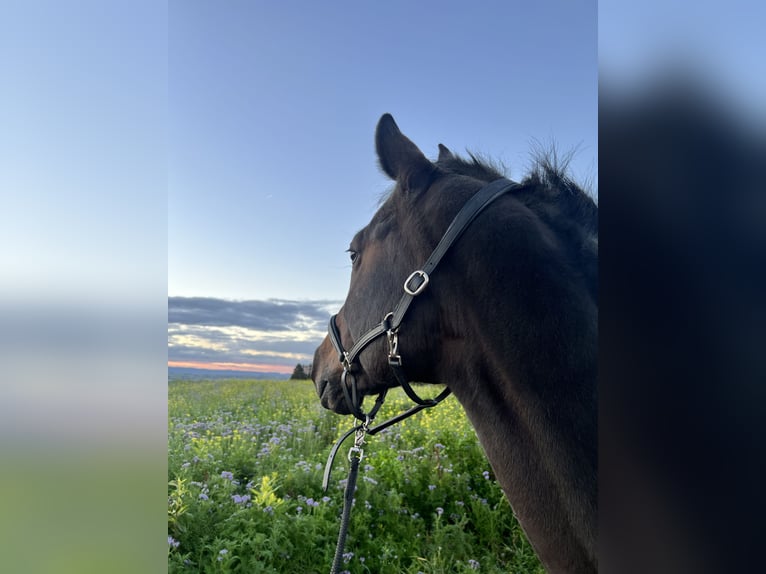 Deutsches Sportpferd Wallach 12 Jahre 163 cm Brauner in Stuttgart Riedenberg