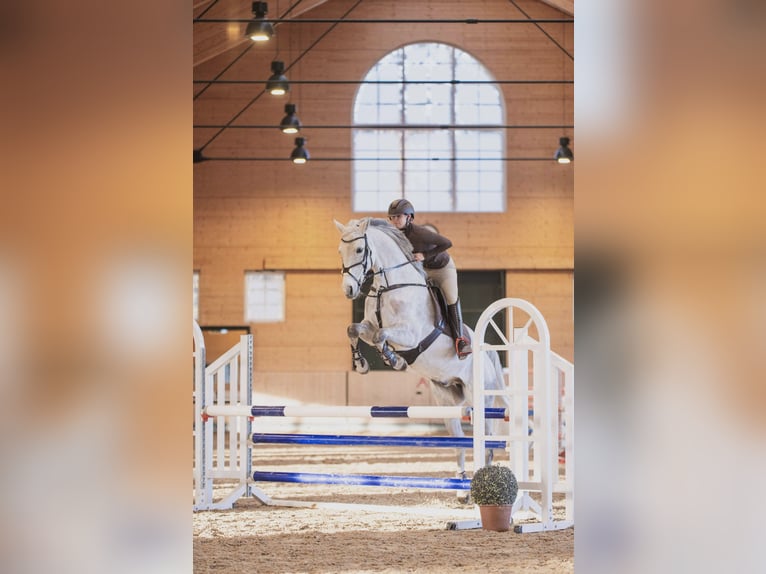 Deutsches Sportpferd Wallach 12 Jahre 165 cm Apfelschimmel in Bad Langensalza