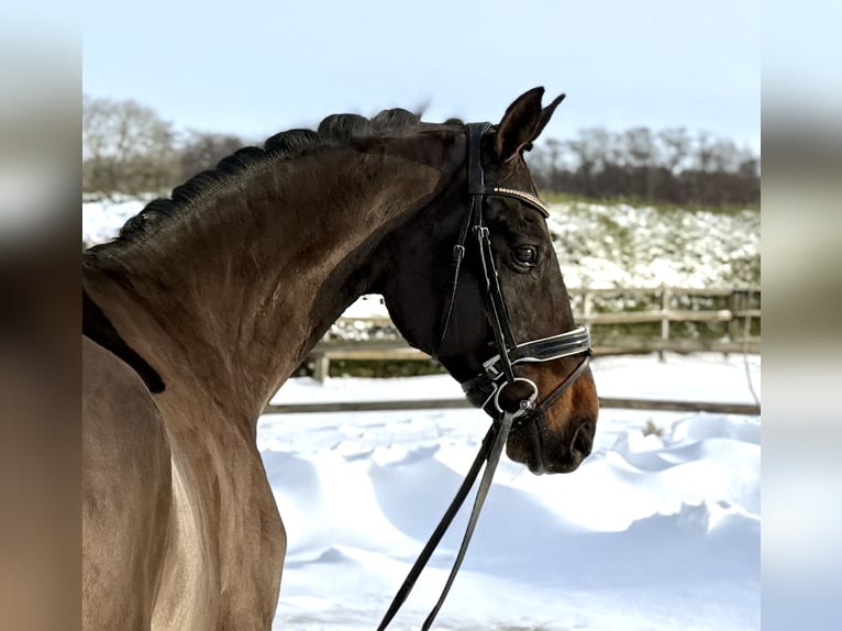 Deutsches Sportpferd Wallach 12 Jahre 165 cm Brauner in Visbek