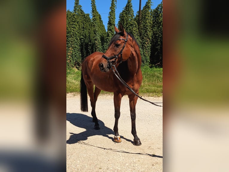 Deutsches Sportpferd Wallach 12 Jahre 165 cm Brauner in Mainburg