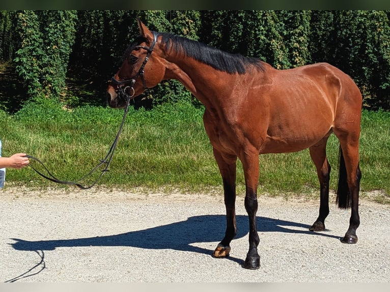 Deutsches Sportpferd Wallach 12 Jahre 165 cm Brauner in Mainburg