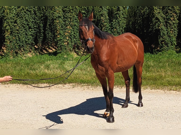 Deutsches Sportpferd Wallach 12 Jahre 165 cm Brauner in Mainburg