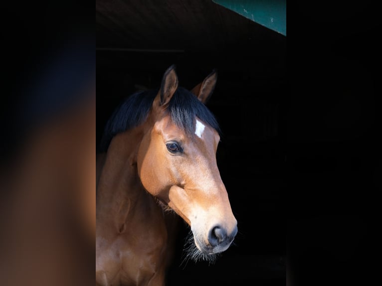 Deutsches Sportpferd Wallach 12 Jahre 165 cm Brauner in Aachen