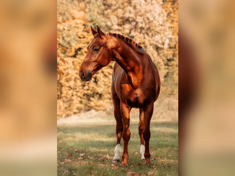 Deutsches Sportpferd Wallach 12 Jahre 165 cm Fuchs in L&#xFC;beck