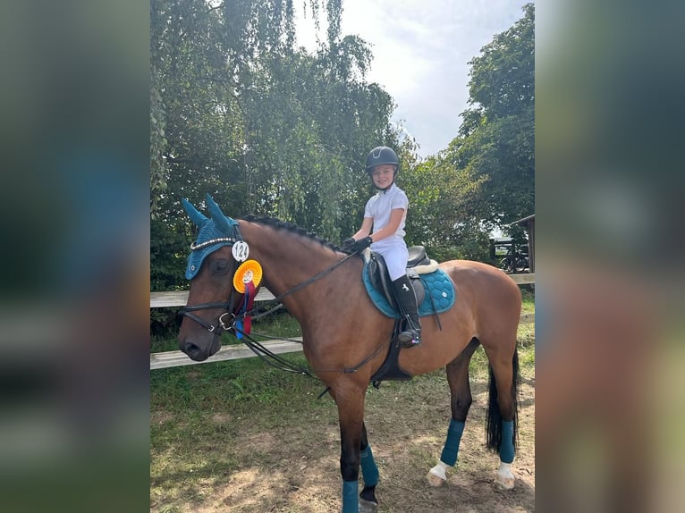 Deutsches Sportpferd Wallach 12 Jahre 167 cm Brauner in Walldorf