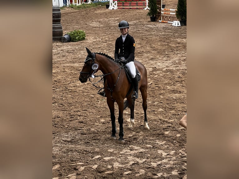 Deutsches Sportpferd Wallach 12 Jahre 167 cm Brauner in Walldorf