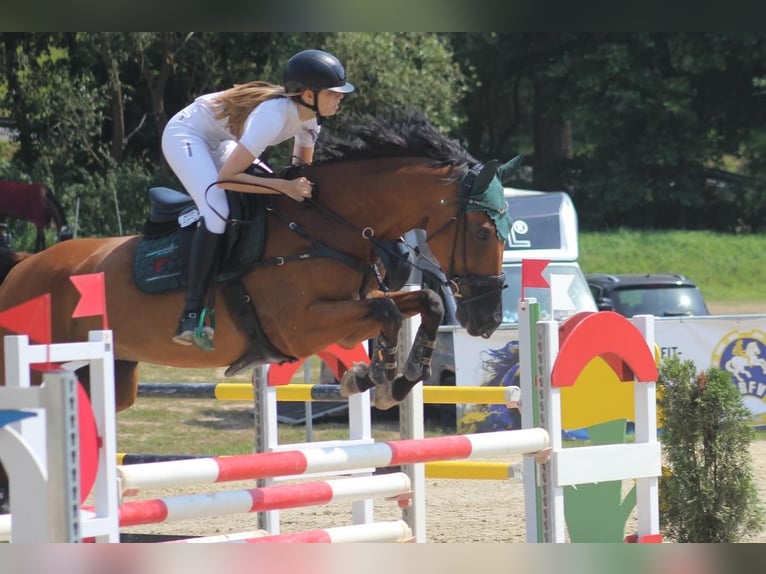 Deutsches Sportpferd Wallach 12 Jahre 167 cm Brauner in Lienen