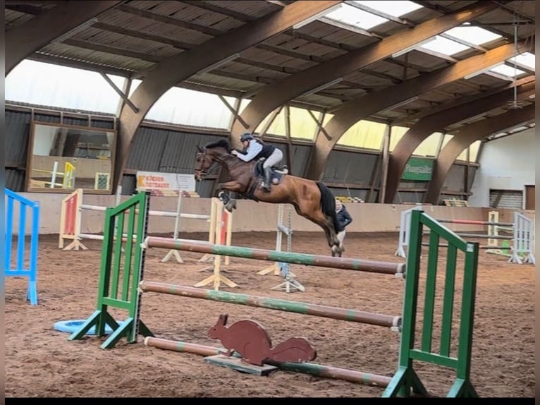 Deutsches Sportpferd Wallach 12 Jahre 167 cm Brauner in Weiterstadt