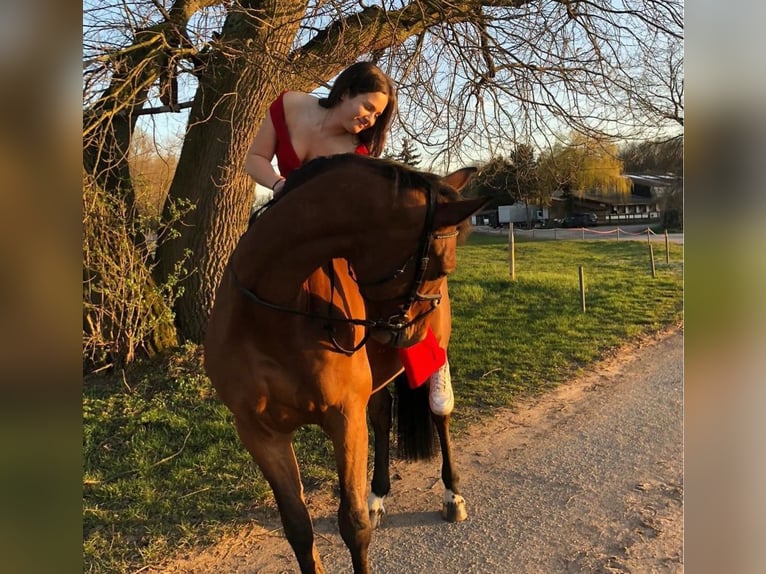 Deutsches Sportpferd Wallach 12 Jahre 167 cm Brauner in Weiterstadt