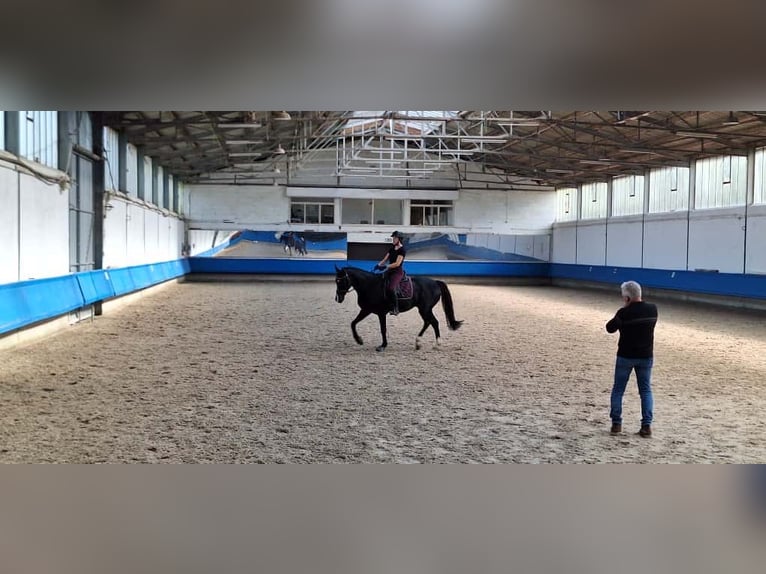 Deutsches Sportpferd Wallach 12 Jahre 167 cm Rappe in Bretten Sprantal