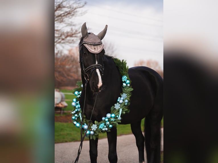 Deutsches Sportpferd Wallach 12 Jahre 167 cm Rappe in Bretten Sprantal
