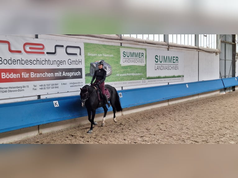 Deutsches Sportpferd Wallach 12 Jahre 167 cm Rappe in Bretten Sprantal