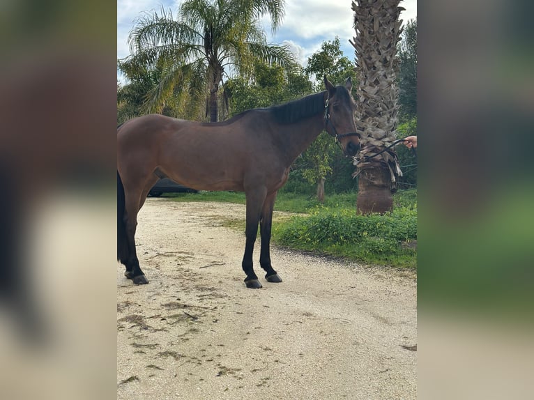 Deutsches Sportpferd Wallach 12 Jahre 167 cm  in GROTE-BROGEL