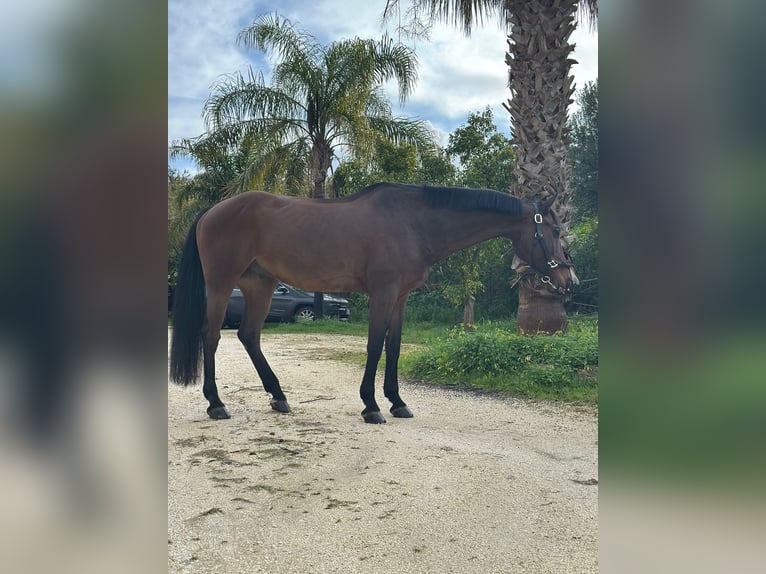 Deutsches Sportpferd Wallach 12 Jahre 167 cm  in GROTE-BROGEL