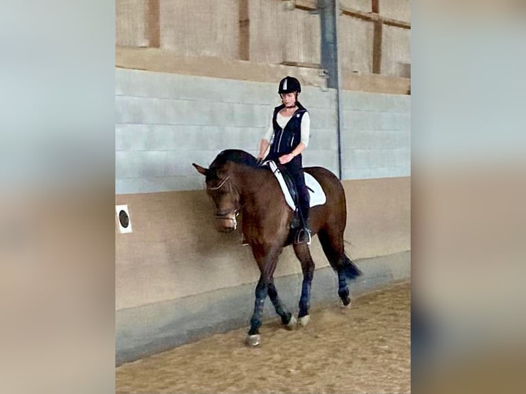 Deutsches Sportpferd Wallach 12 Jahre 168 cm Brauner in Brilon