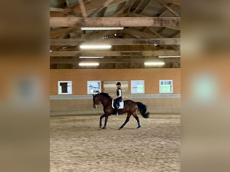 Deutsches Sportpferd Wallach 12 Jahre 168 cm Brauner in Brilon