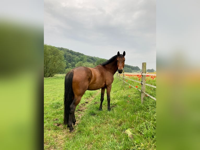 Deutsches Sportpferd Wallach 12 Jahre 168 cm Brauner in Brilon