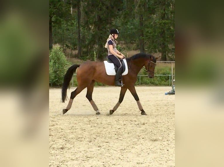 Deutsches Sportpferd Wallach 12 Jahre 168 cm Brauner in Brilon
