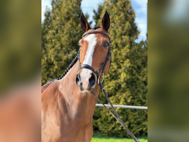 Deutsches Sportpferd Wallach 12 Jahre 168 cm Brauner in Altstätten SG 2