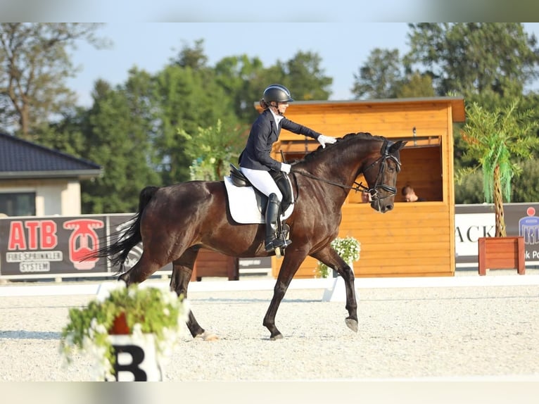 Deutsches Sportpferd Wallach 12 Jahre 168 cm Dunkelbrauner in Boock