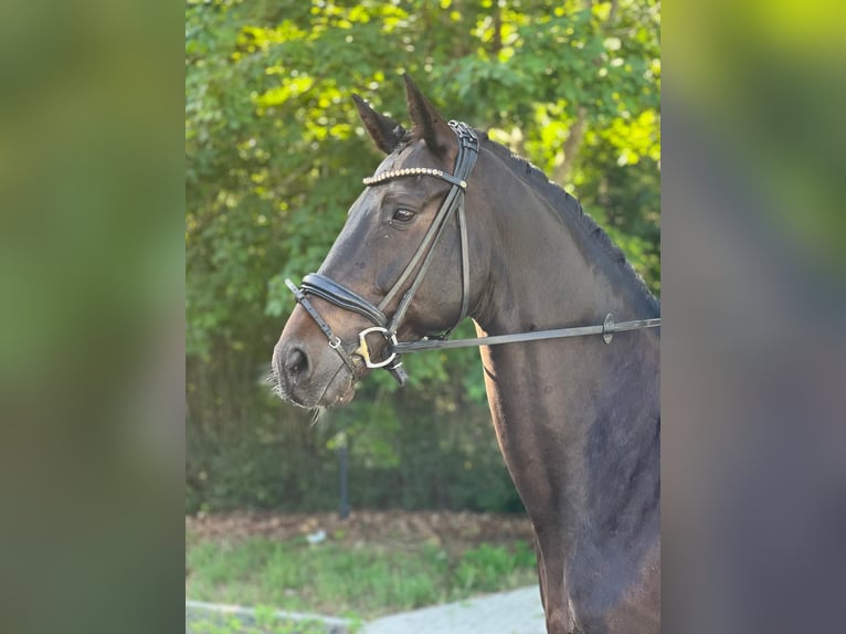 Deutsches Sportpferd Wallach 12 Jahre 168 cm Dunkelbrauner in Boock
