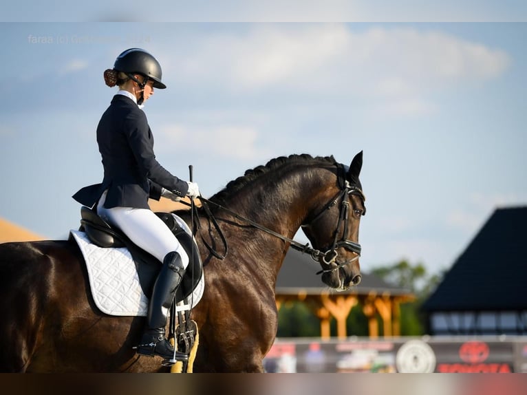 Deutsches Sportpferd Wallach 12 Jahre 168 cm Dunkelbrauner in Boock