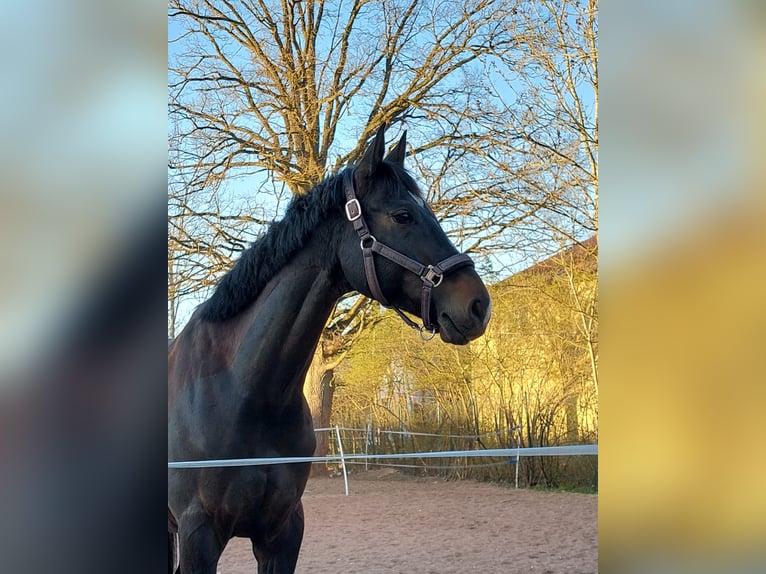 Deutsches Sportpferd Wallach 12 Jahre 168 cm Dunkelbrauner in Mannheim