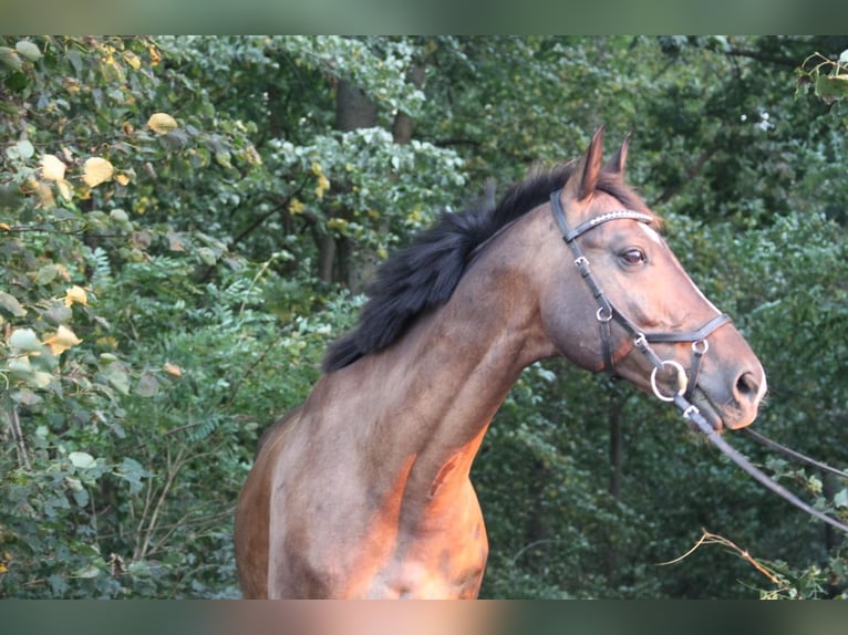 Deutsches Sportpferd Wallach 12 Jahre 168 cm Dunkelbrauner in Mannheim