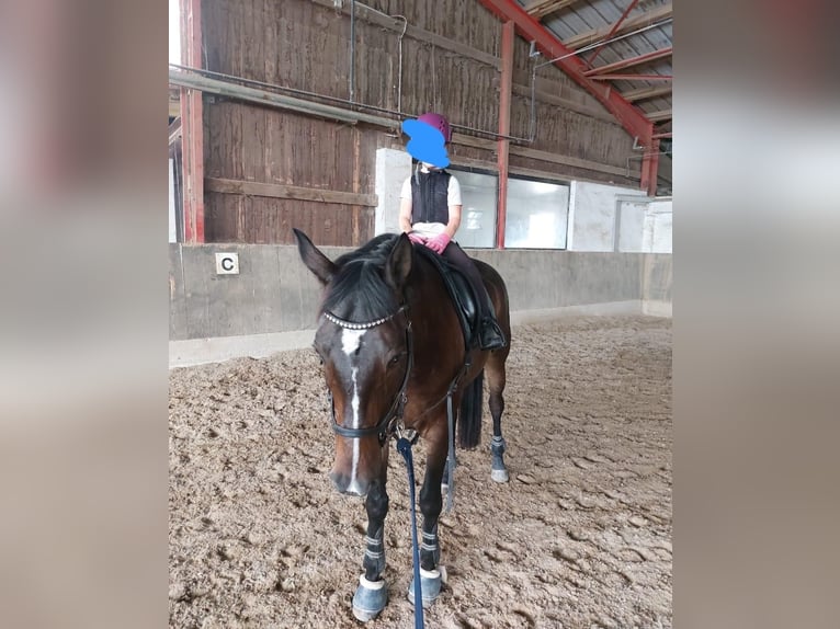 Deutsches Sportpferd Wallach 12 Jahre 168 cm Dunkelbrauner in Mannheim