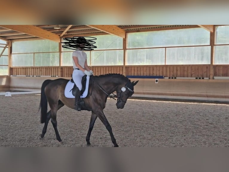 Deutsches Sportpferd Wallach 12 Jahre 168 cm Dunkelbrauner in Mannheim