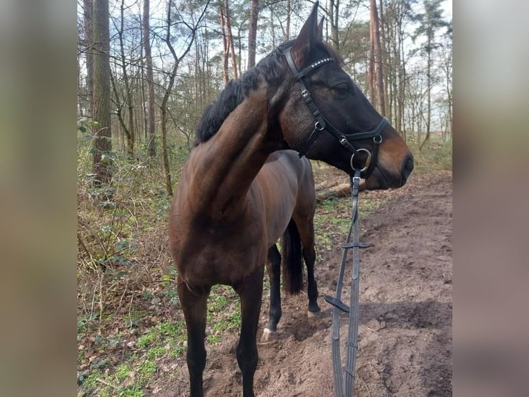 Deutsches Sportpferd Wallach 12 Jahre 168 cm Dunkelbrauner in Mannheim