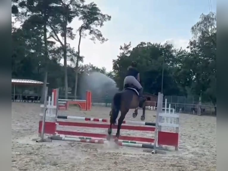 Deutsches Sportpferd Wallach 12 Jahre 168 cm Dunkelbrauner in Mannheim