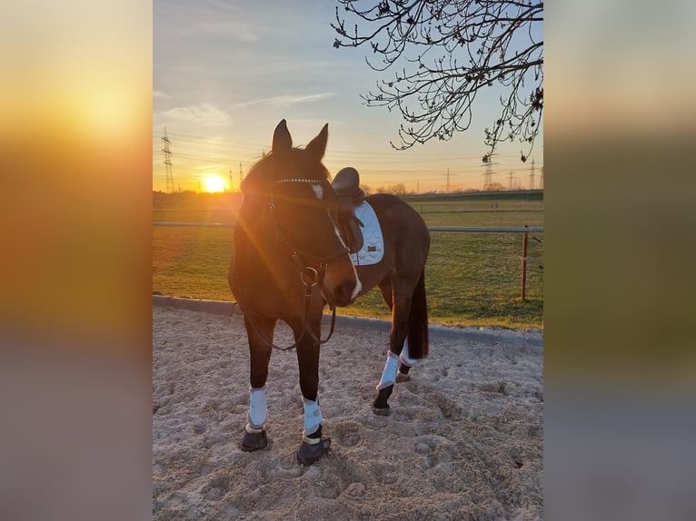 Deutsches Sportpferd Wallach 12 Jahre 168 cm Dunkelbrauner in Mannheim